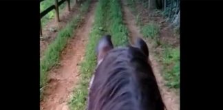 Riding through the Fireflies fireflies