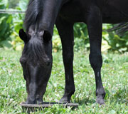 first health nutrition