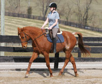 fitness no stirrups