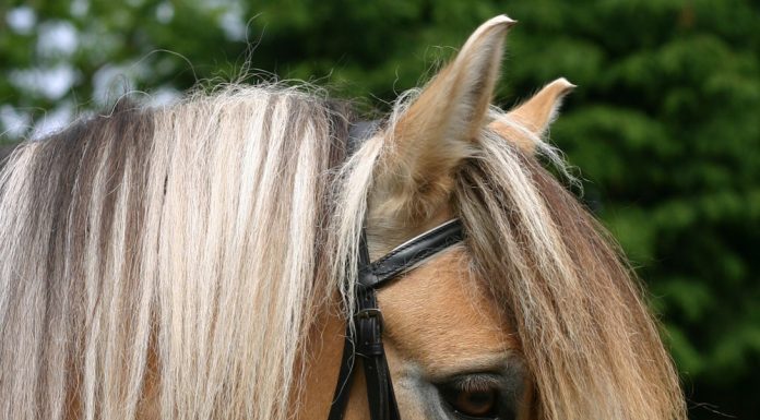 Fjord horse in a flash bridle