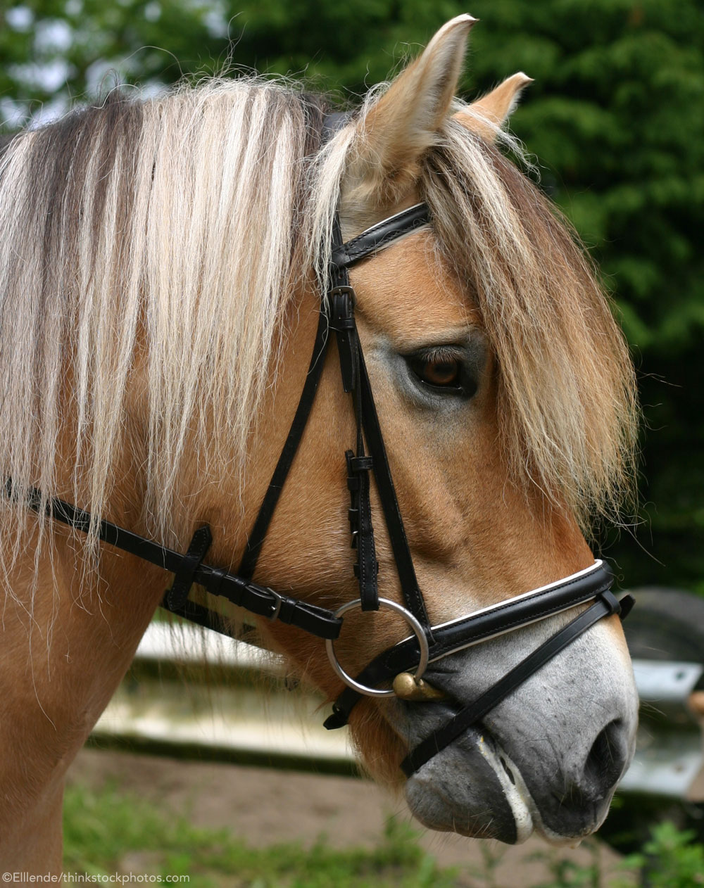 Fjord horse in a flash bridle