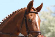 Is your horse’s noseband too tight? horse in a flash noseband