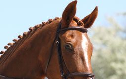 Horse in a flash noseband