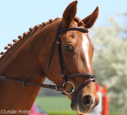 Horse in a flash noseband