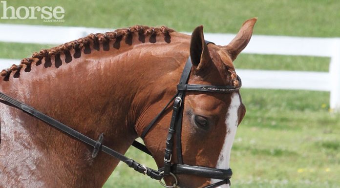 flash noseband