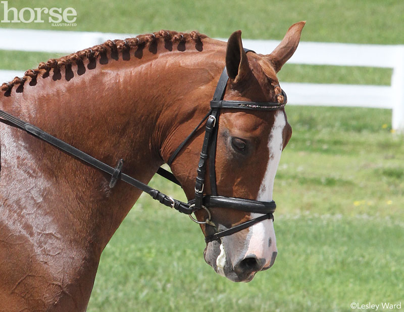 Fit Your Horse’s Noseband for Dressage