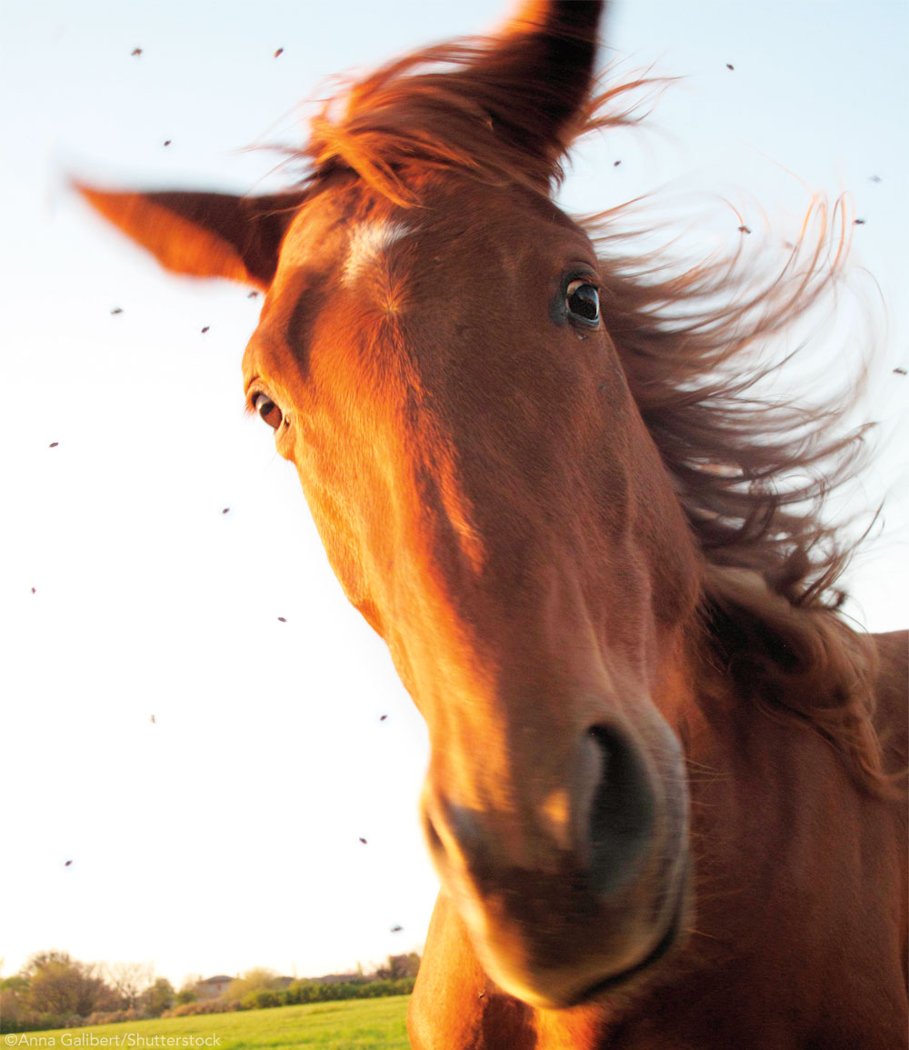 Flies around a horse