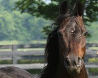 Question of the Week: Fear of Fly Spray flies horse face