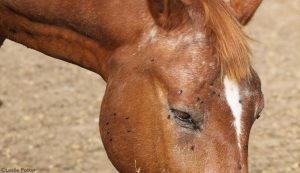 Biting flies and other horse-farm pests