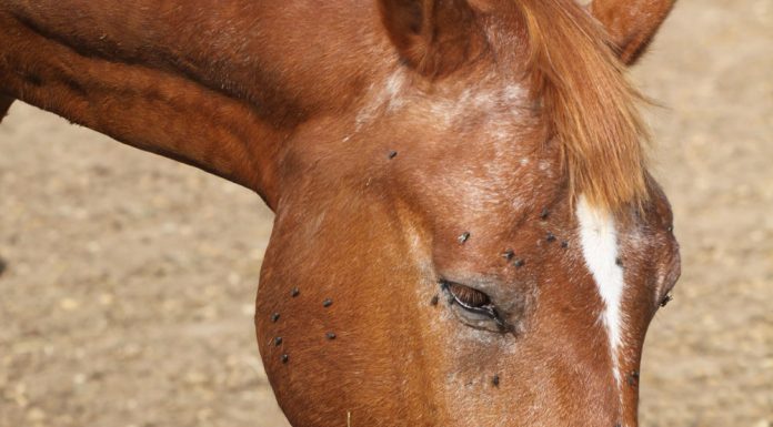 Horse with flies around its eyes.