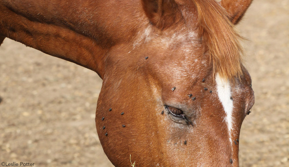 Biting flies and other horse-farm pests