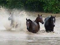 flood horses australia