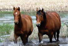 flooded horse pasture