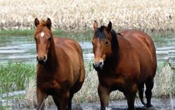 USEF Equine Disaster Relief Fund seeks donations for Colorado horse owners flooded horse pasture