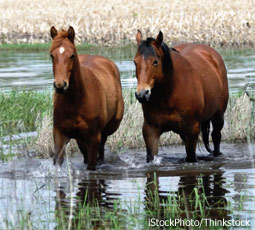 flooded horse pasture