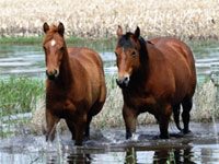 flooded horse pasture