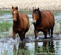 flooded horse pasture