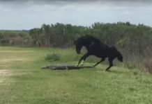 florida horse and gator