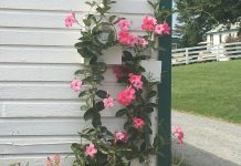 Over the Fence: A Horse Called Flickers Part Three flowers at the barn