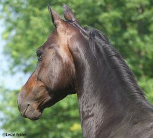 Tips for a Fly-Free Summer