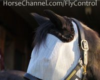 Fly Control Resources Horse in a fly mask