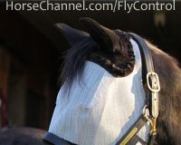 Horse in a fly mask