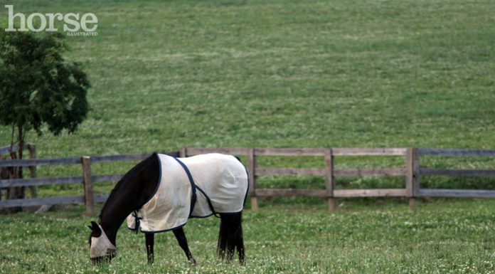 Horse in Fly Sheet