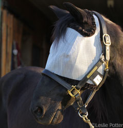 Horse in a fly mask