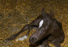 Pneumonia is major killer of foals foal