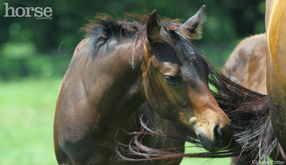 Quarter Horse foal