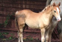 Unwanted Horses foal palamino