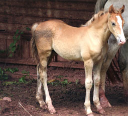 foal palamino