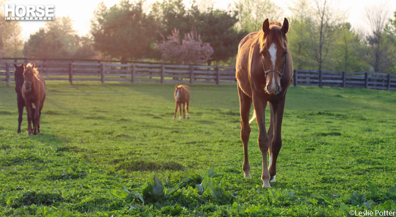 Raising Foals: Stall vs. Pasture