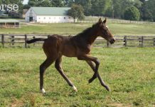 Training for the Veterinary Marathon foal running