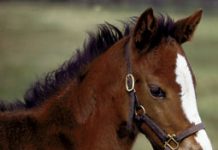 World???s Youngest Yearling foal