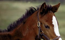 foal
