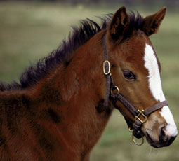 foal