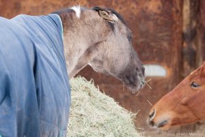 Food-Aggressive Behavior in Horses
