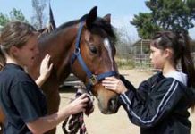 What to do When You???re Forced to Sell Your Horse forced sale