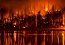 Help Horse Owners Displaced by Tennessee Wildfires forest fire