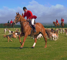 foxhunting