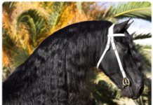 friesian headshot