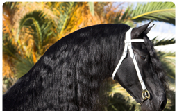 friesian headshot