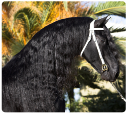friesian headshot