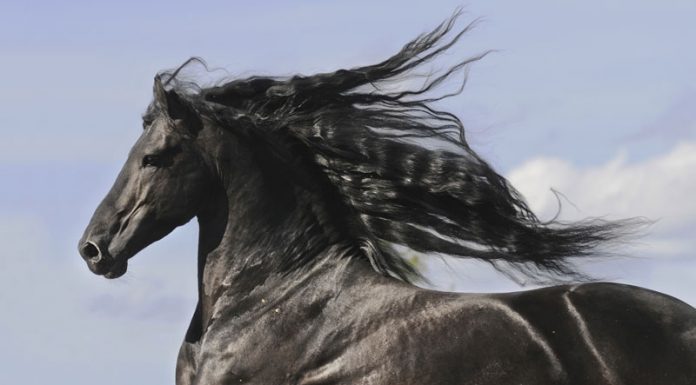 Friesian horse running