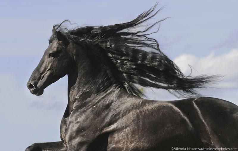 Friesian horse running