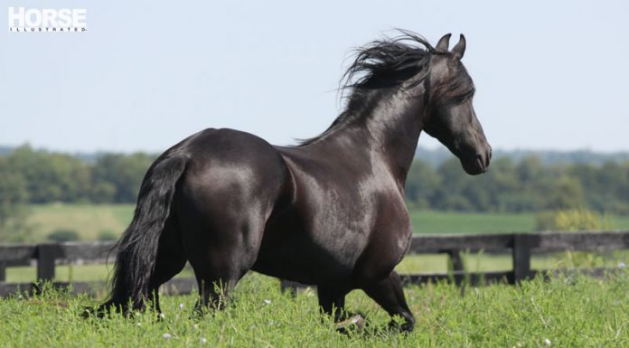 friesian horse