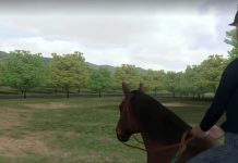 Featured Video: From the Horse’s Perspective the horses perspective