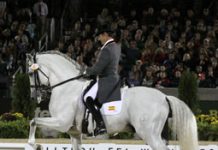 Show Ring Stress: Are horses affected by an audience? fuego