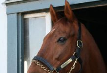 funny cide